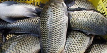 去年福建水產品價格呈上漲走勢 草魚價格上漲近兩成